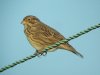 Corn Bunting at Fleet Head (Steve Arlow) (114815 bytes)